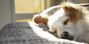 Your Pet Project: Getting Your Home Ready for a New Dog