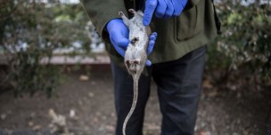 FRANCE-ANIMAL-INFESTATION-EXTERMINATION