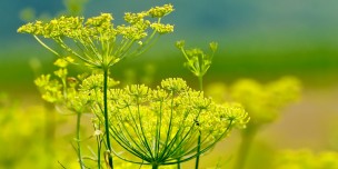 Perennial - Fennel