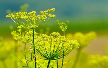 Perennial - Fennel