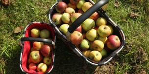 Baskets Of Just-Picked Apples