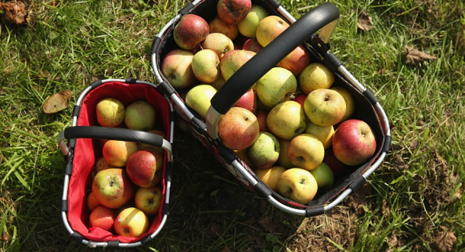 Baskets Of Just-Picked Apples