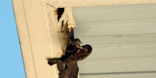 A sparrow feeds its young as they nest inside a ho