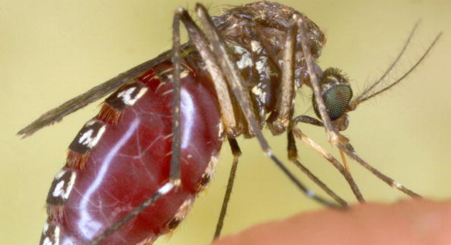 Anti-malarial mosquitoes