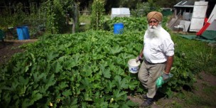 Gardeners Tend Their Plots During National Allotment Week