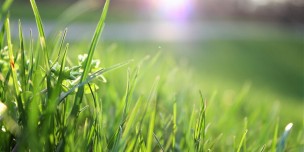 Creating the Perfect Garden: How to Sow a Brand-New Lawn