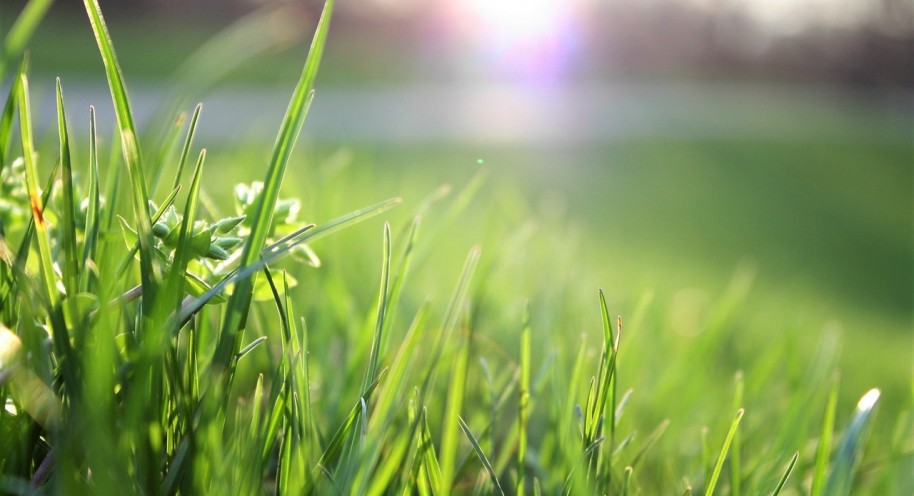 Creating the Perfect Garden: How to Sow a Brand-New Lawn