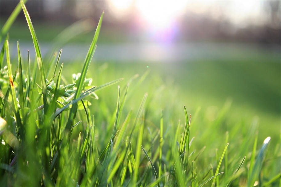 Creating the Perfect Garden: How to Sow a Brand-New Lawn