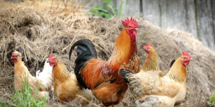 Get a country-feeling with a crowd of chickens in your garden (or not?)