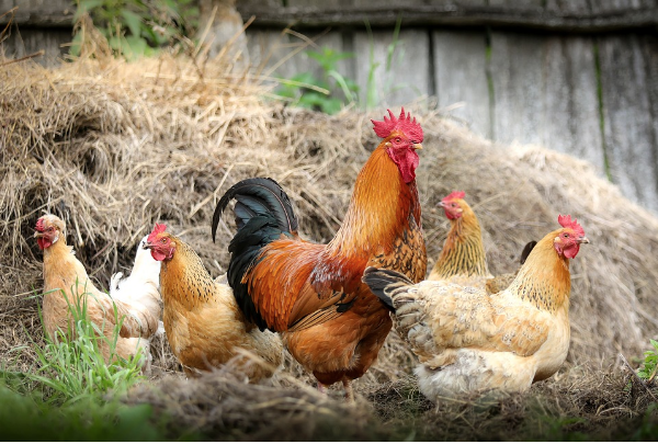 Get a country-feeling with a crowd of chickens in your garden (or not?)