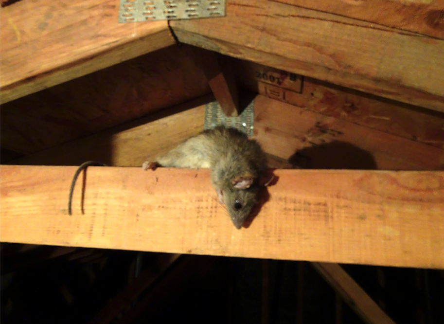 How to Tell if There Are Rodents in the Attic Before Buying a House