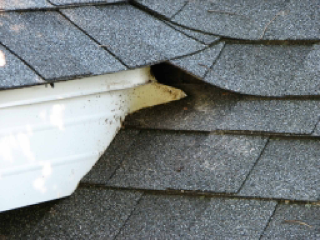 How to Tell if There Are Rodents in the Attic Before Buying a House