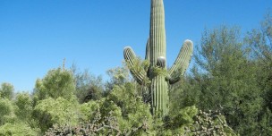 Types of Cactus Plants You Can Grow at Home