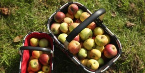 Baskets Of Just-Picked Apples