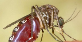 Anti-malarial mosquitoes