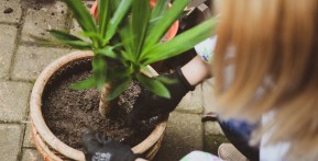 4 Ways to Make Your Garden Eco-friendly